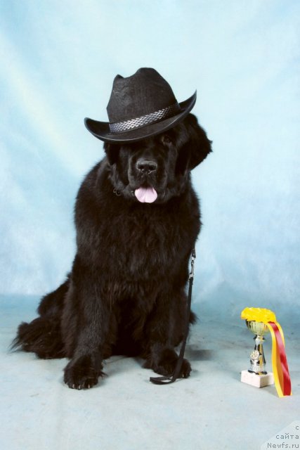 Фото: ньюфаундленд Сент Джонс Сьюзи Кватро