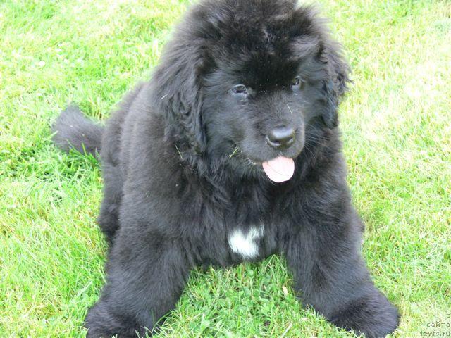 Фото: ньюфаундленд О Блек Диамонд Литтл Беар (O Black Diamond Little Bear)