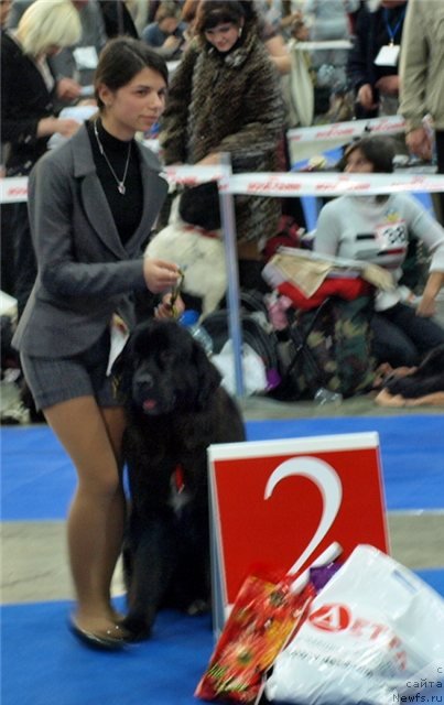 Фото: ньюфаундленд Лесли-Сиа Фловер (Leslley-Sia Flover), Марина Полевик