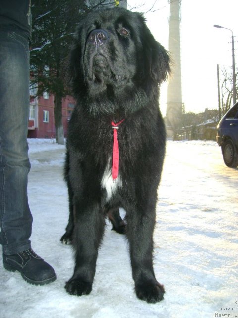 Фото: ньюфаундленд Лесли-Сиа Фловер (Leslley-Sia Flover)