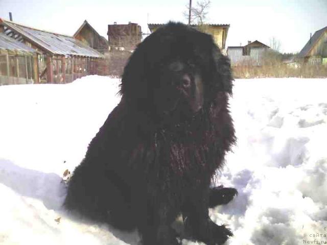 Фото: ньюфаундленд Обуш Шед Юрай Хип