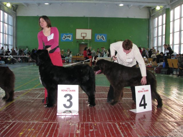 Фото: ньюфаундленд Орхидея Цветок Любви, ньюфаундленд Аристократичная Штучка для Ньюфорт