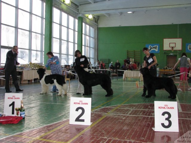 Фото: ньюфаундленд Супер Премиум Женева (Super Premium Zheneva), ньюфаундленд Иван Царевич из Тихого Омута (Ivan Tsarevich iz Tihogo Omuta), ньюфаундленд Блэк Диамонд Агидель от Потапа Патриция (Black Diamond Agidel ot Potapa Patricia)