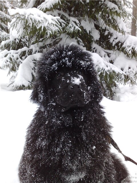 Фото: ньюфаундленд Смигар Галакси Шелл Вин (Smigar Galaxsy Shall Win)