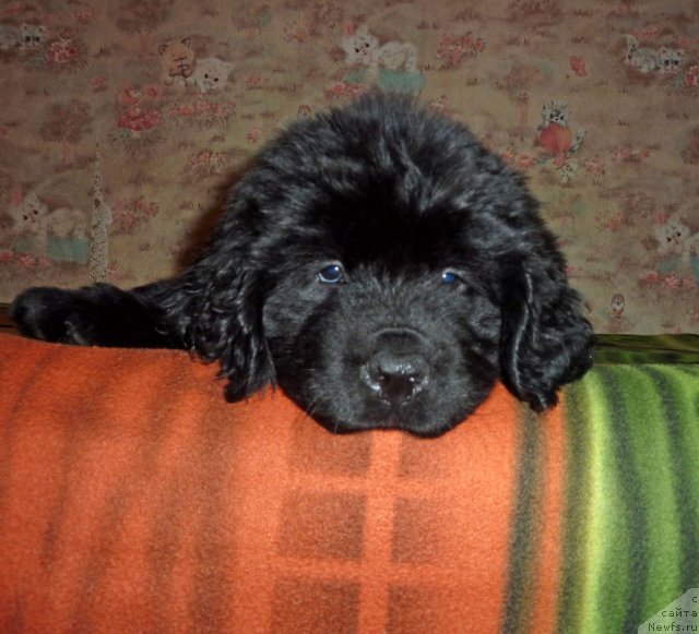 Фото: ньюфаундленд Виолетт Грэйс Оф Энджел