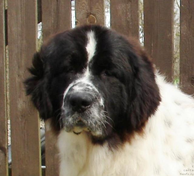 Фото: ньюфаундленд Kloofbears Lancelot for Sent Djons