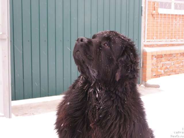 Фото: ньюфаундленд Арк Велес