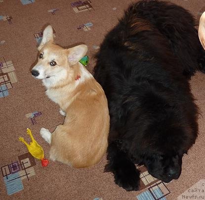 Фото: ньюфаундленд Отважный Рыцарь от Сибирского Медведя