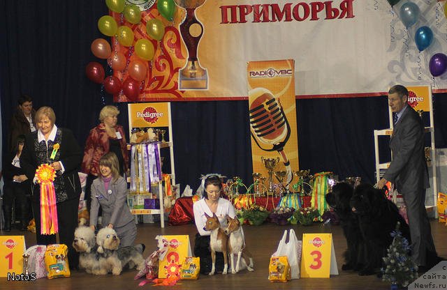 Фото: ньюфаундленд Чанси из Медвежьего Яра (Chansi  iz  Medvejyego Yara), ньюфаундленд Его Высочество от Сибирского Медведя (Ego Vysochestvo ot Sibirskogo Medvedja), Юрий Рахтиенко