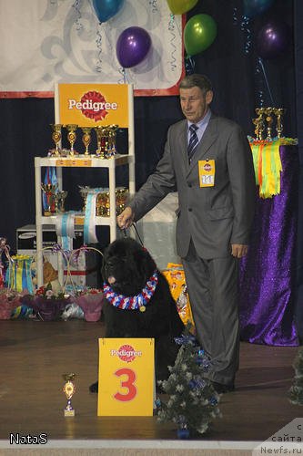 Фото: ньюфаундленд Его Высочество от Сибирского Медведя (Ego Vysochestvo ot Sibirskogo Medvedja), Юрий Рахтиенко