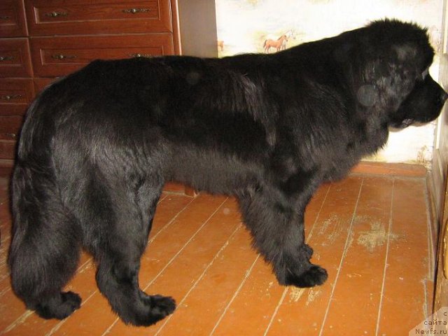 Фото: ньюфаундленд Плюшевая Панда Светская Львица (Plushevaya Panda Svetskaja Lviza)