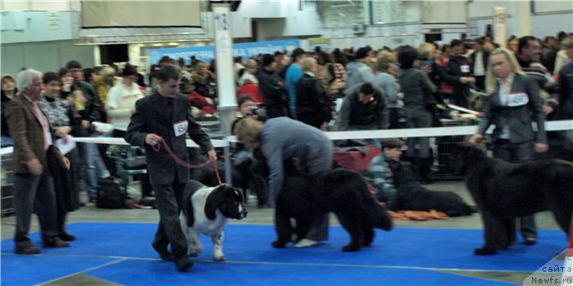 Фото: ньюфаундленд Aleze Beautiful Princess Aqua Pearl