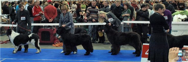 Фото: ньюфаундленд Aleze Beautiful Princess Aqua Pearl