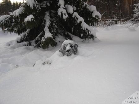 Фото: ньюфаундленд Don't Worry Be Happy de L'Etoile de Cyrice