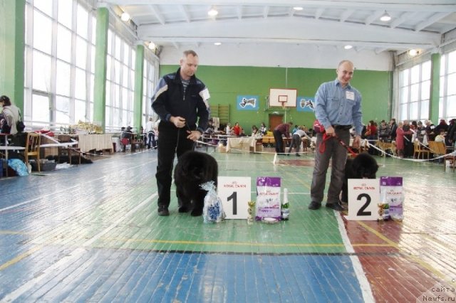 Фото: ньюфаундленд Их Высочество Валенсия Вуд, ньюфаундленд Их Высочество Владлена Маджикс, Алексей Нистратов