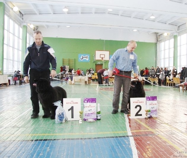 Фото: ньюфаундленд Их Высочество Валенсия Вуд, ньюфаундленд Их Высочество Владлена Маджикс, Алексей Нистратов