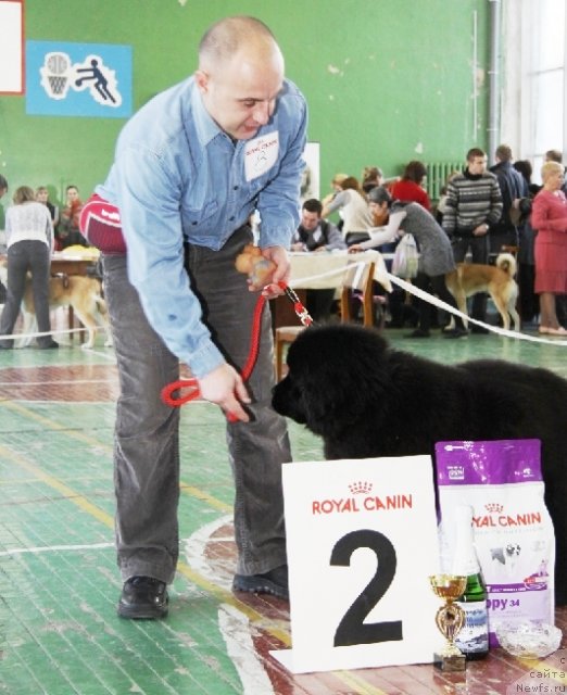 Фото: ньюфаундленд Их Высочество Владлена Маджикс, Алексей Нистратов