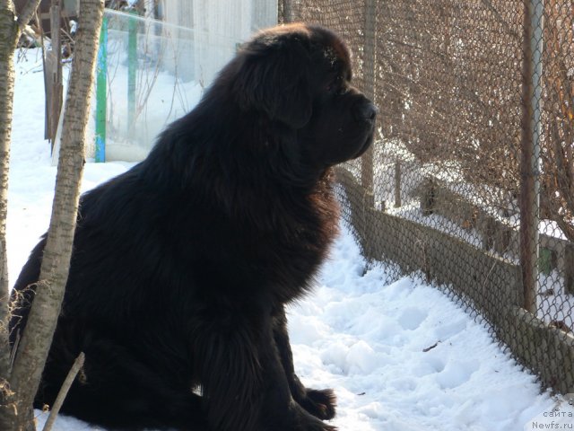 Фото: ньюфаундленд Веридан Звездный Путь