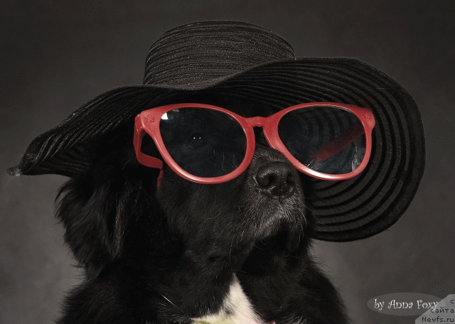 Фото: ньюфаундленд Маг Исполин Лавина (Mag Ispolin Lavina)