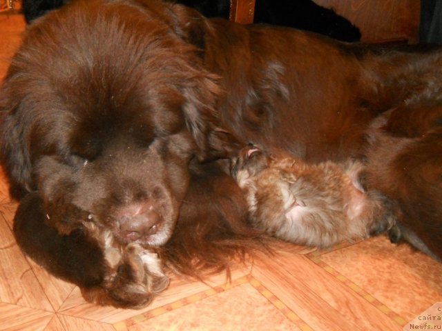 Фото: ньюфаундленд Фанньюф Акудзява Назаровна