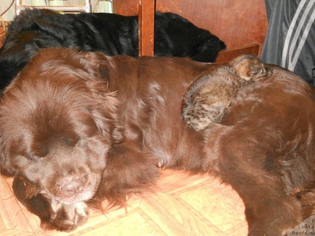 Фото: ньюфаундленд Фанньюф Акудзява Назаровна