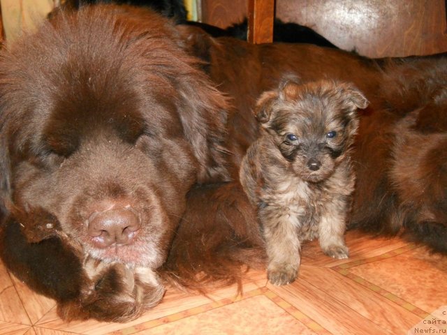 Фото: ньюфаундленд Фанньюф Акудзява Назаровна