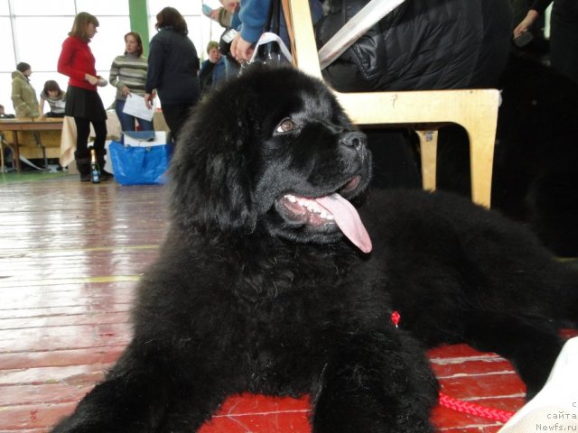 Фото: ньюфаундленд Их Высочество Владлена Маджикс