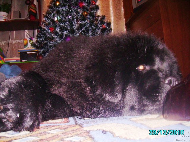 Фото: ньюфаундленд Их Высочество Владлена Маджикс