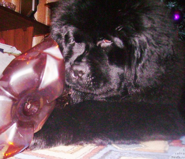 Фото: ньюфаундленд Их Высочество Владлена Маджикс