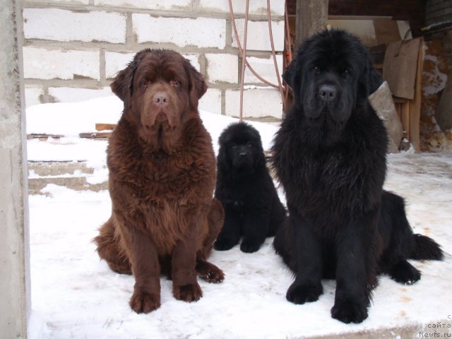 Фото: Нюся, маленькая АК Оpen soul, ньюфаундленд Акватория Келвин Инспирит Лайф (Aquatoriya Kelvin Inspirit Life)