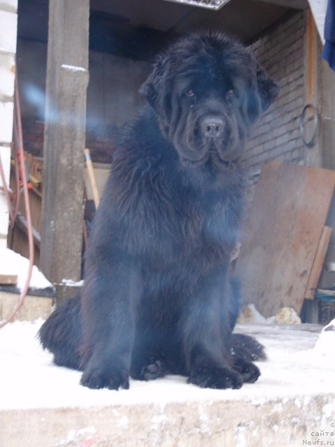 Фото: ньюфаундленд Акватория Келвин Инспирит Лайф (Aquatoriya Kelvin Inspirit Life)