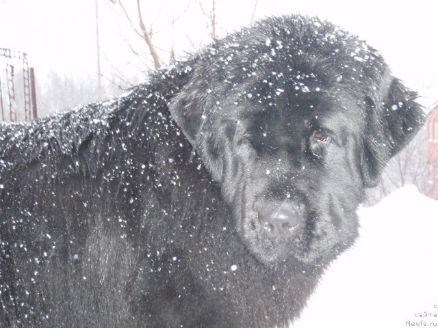 Фото: ньюфаундленд Акватория Келвин Инспирит Лайф (Aquatoriya Kelvin Inspirit Life)