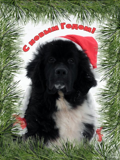 Фото: ньюфаундленд Старбимовлав Гардемарин