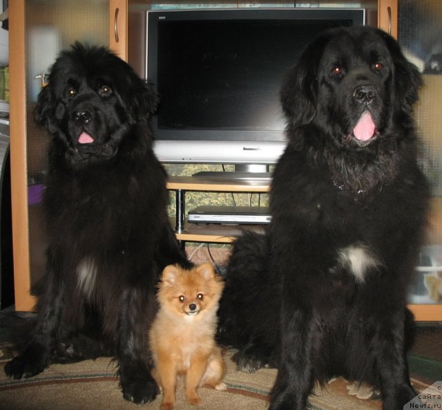 Фото: ньюфаундленд Смигар Ненси Непревзойденная, ньюфаундленд Хамэни из Медвежьего яра