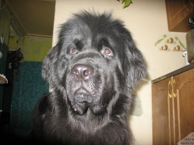 Фото: ньюфаундленд Смигар Ненси Непревзойденная