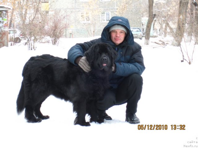 Фото: ньюфаундленд Алекс Диксон, Вадим Бакунин