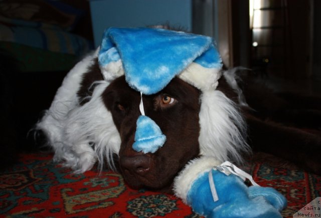 Фотография № 55705