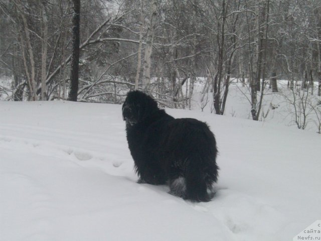 Фото: ньюфаундленд Ярада из Сибирской Глубинки (Yarada iz Sibirskoy Glubinki)
