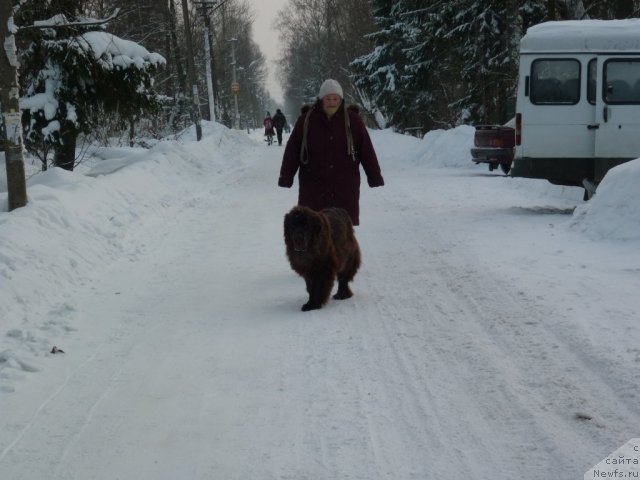 Фото: ньюфаундленд Фанньюф Госпожа Удача (Funnewf Gospozha Udacha)