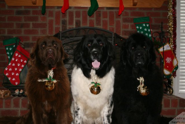 Фотография № 55746