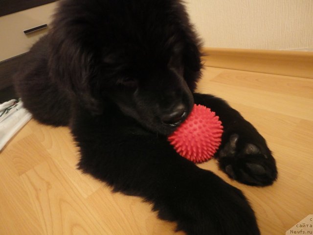 Фото: ньюфаундленд Смигар Васаби Бой