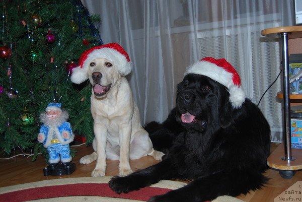 Фото: ньюфаундленд Формула Любви от Сибирского Медведя, Зара