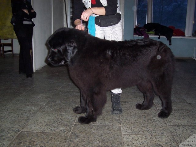 Фото: ньюфаундленд Фанньюф Улетная Девчонка (Funnewf Uletnaya Devchenka)