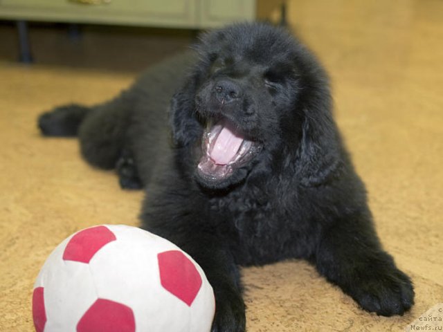 Фото: ньюфаундленд Смигар Го ту би зе Фест