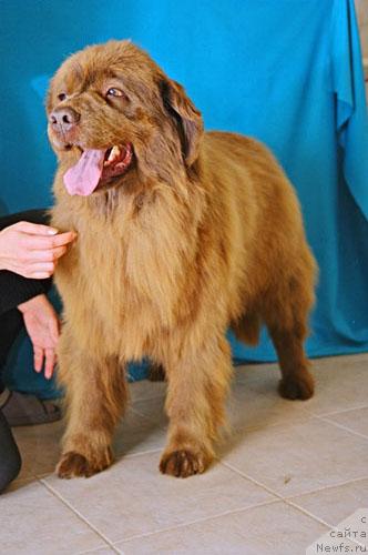 Фото: ньюфаундленд Фронсия с Берега Дона (Froncia s Berega Dona)