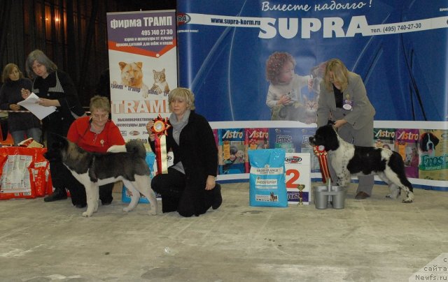 Фото: ньюфаундленд Сент Джонс Фаберже Коллекшен (Sent Djons Faberge Collection)