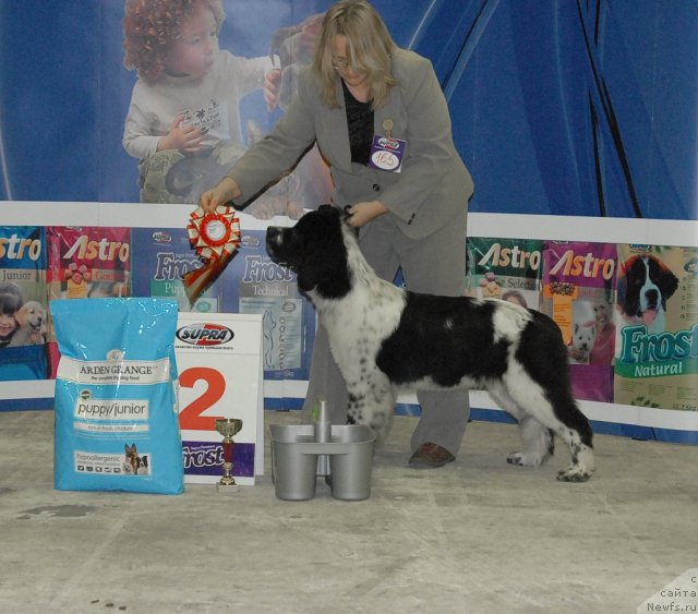 Фото: ньюфаундленд Сент Джонс Фаберже Коллекшен (Sent Djons Faberge Collection)