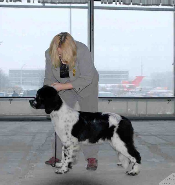 Фото: ньюфаундленд Сент Джонс Фаберже Коллекшен (Sent Djons Faberge Collection)