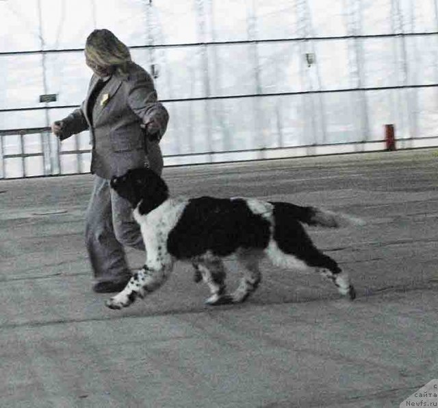 Фото: ньюфаундленд Сент Джонс Фаберже Коллекшен (Sent Djons Faberge Collection)