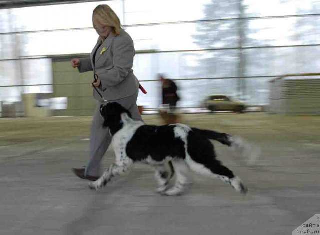 Фото: ньюфаундленд Сент Джонс Фаберже Коллекшен (Sent Djons Faberge Collection)